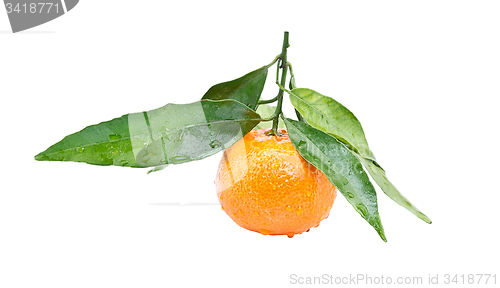 Image of Clementine
