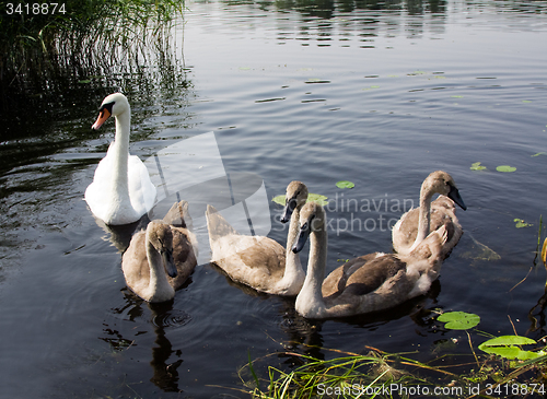 Image of Swans on the lake