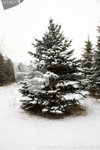 Image of Winter forest