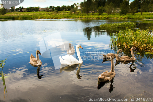 Image of floating Swan