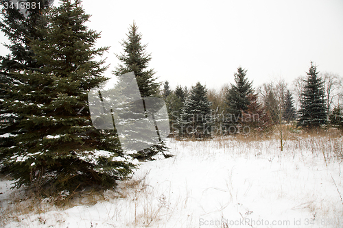 Image of trees   in winter