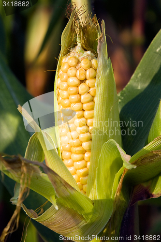 Image of  grow corn