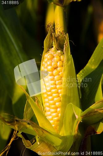 Image of yellow corn