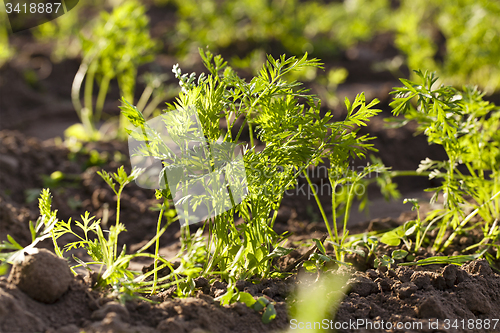 Image of carrots  