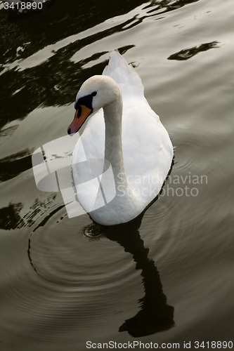 Image of floating Swan