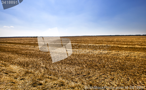 Image of cleaning wheat