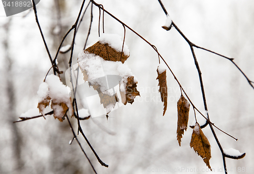 Image of branches of the tree in winter