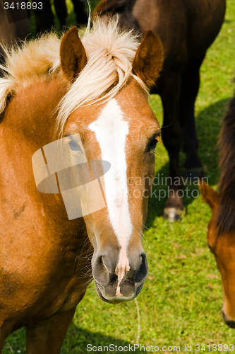 Image of horses in the Meadow