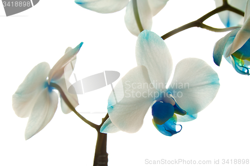 Image of Blue Orchid