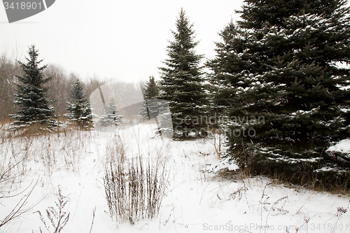 Image of trees   in winter