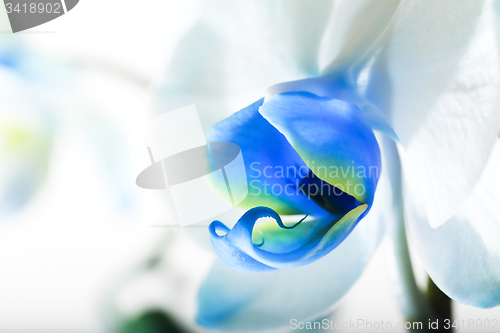 Image of blue orchid  