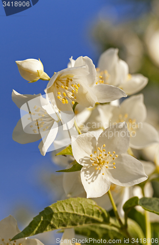 Image of jasmine flower  