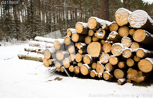 Image of logging. Winter