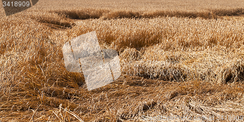 Image of wheat after a thunder-storm 