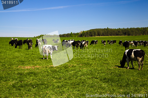 Image of cows in a field