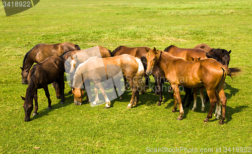 Image of horses in the Meadow