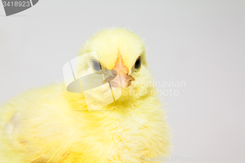 Image of little chick