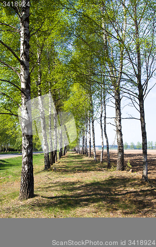 Image of Birch spring
