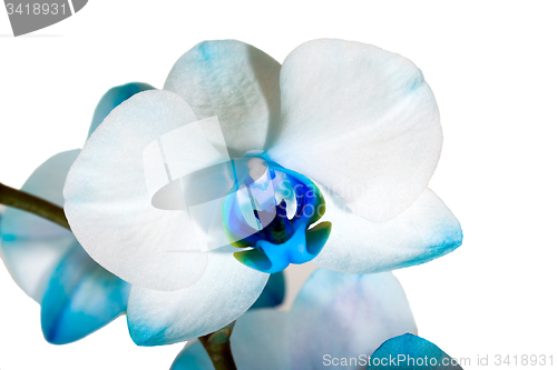 Image of Blue Orchid