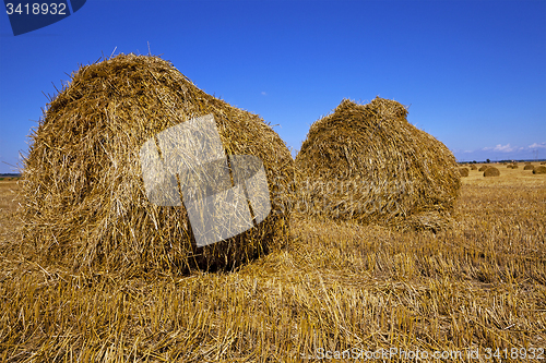 Image of agriculture 