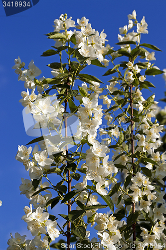 Image of jasmine flower  