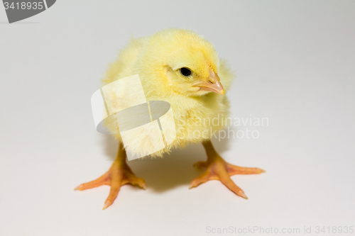 Image of Small chicken