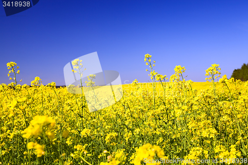 Image of rapeseed field