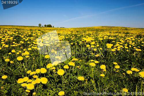 Image of Yellow dandelions