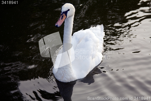 Image of floating Swan