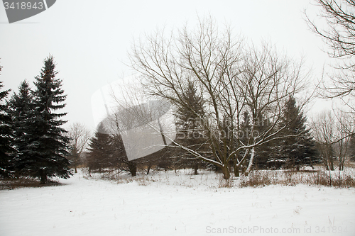 Image of Winter forest