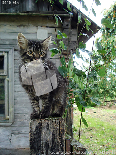 Image of sitting cat