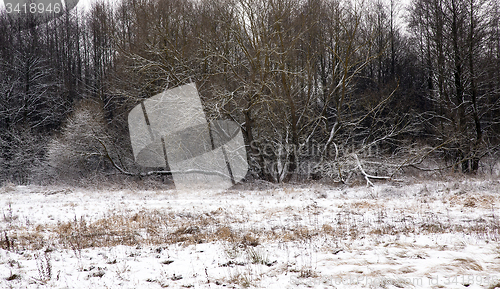 Image of tree in the winter  