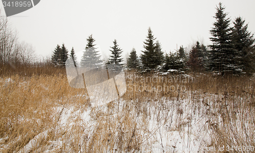 Image of Winter forest