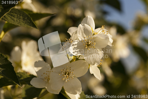 Image of jasmine flower  