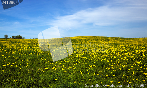 Image of dandelions field