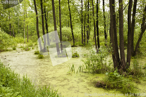 Image of bog. summer  