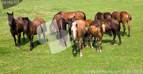 Image of   grazing horses