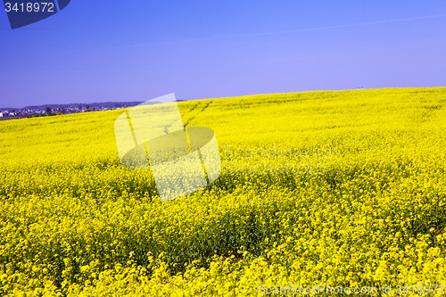 Image of rapeseed field