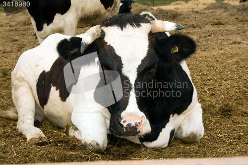 Image of cow, lying on the field 