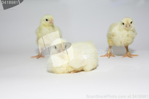 Image of Small chicken   