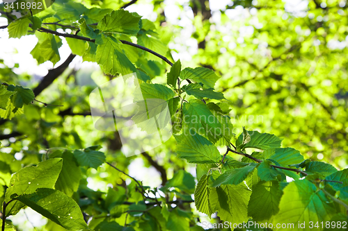 Image of trees in a forest