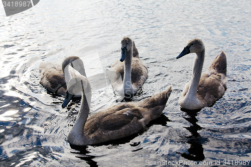 Image of floating young swans