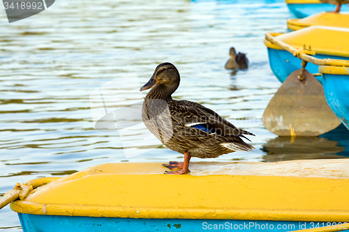 Image of facing the wild duck