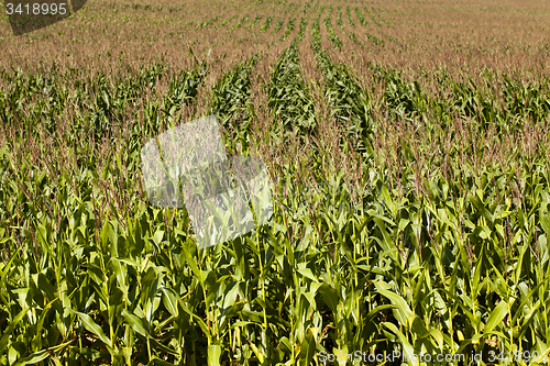 Image of corn field 