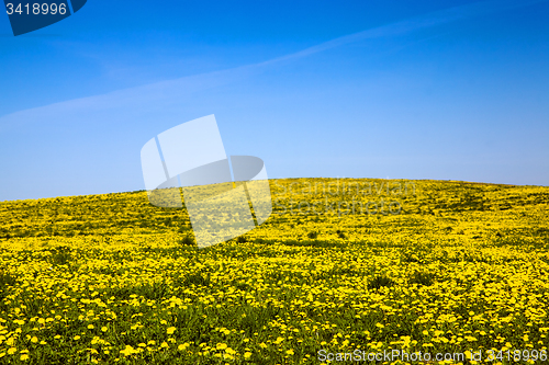 Image of dandelions