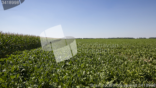 Image of agriculture  