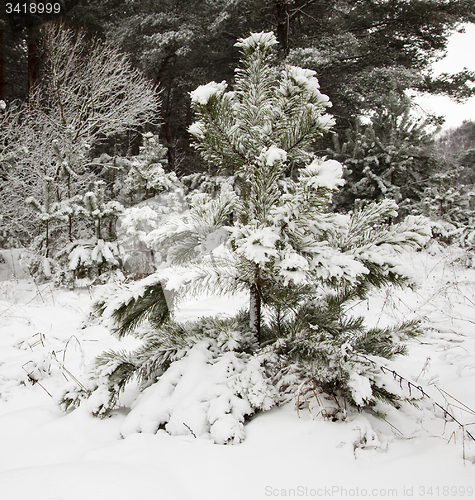 Image of fir-tree in the winter  