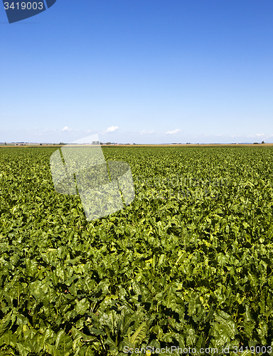 Image of beetroots