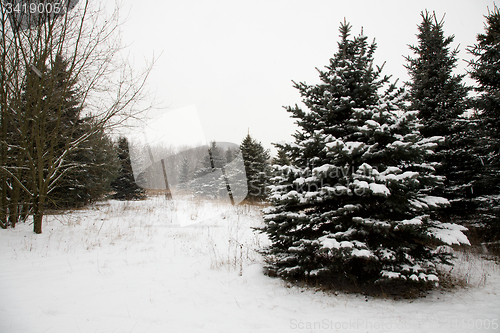 Image of Winter forest