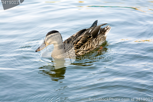 Image of floating the wild duck